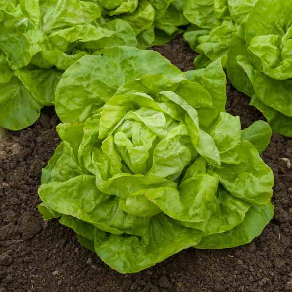 Potagères - Laitue d'Hiver Val d'Orge - face recto